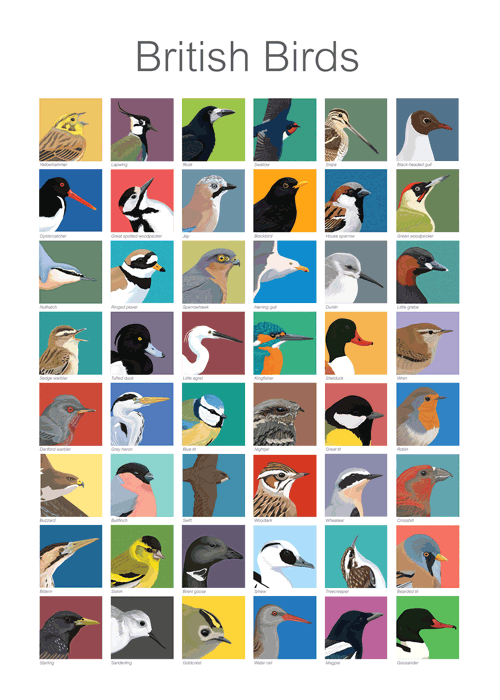 A2 British birds print