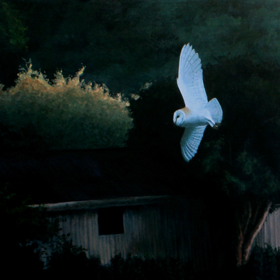 Detail of Barn Owl 'Evening patrol'