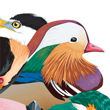 British Bird Mandala