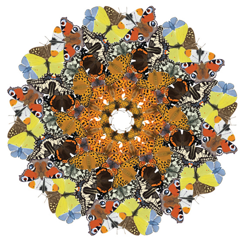 British Butterfly Mandala