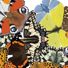British Butterfly Mandala