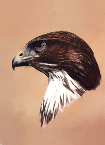 Buzzard