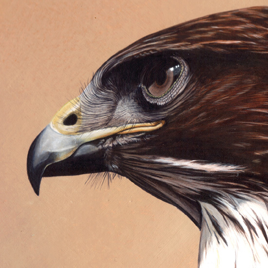 Detail of Buzzard