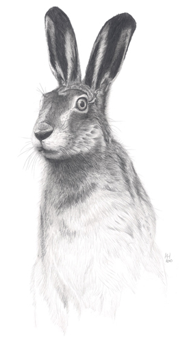 Brown Hare