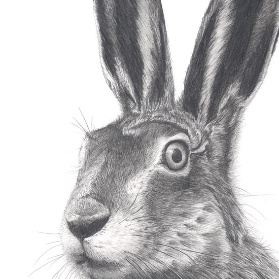 Detail of Brown Hare
