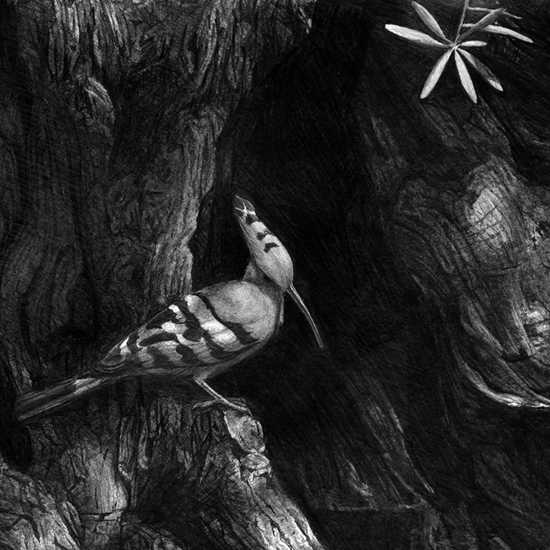 Detail of Hoopoe 'In the shade of an Olive'