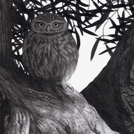 Detail of Little Owl