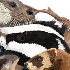 Mammal Mandala