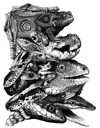 Reptiles and Amphibians