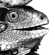 Reptiles