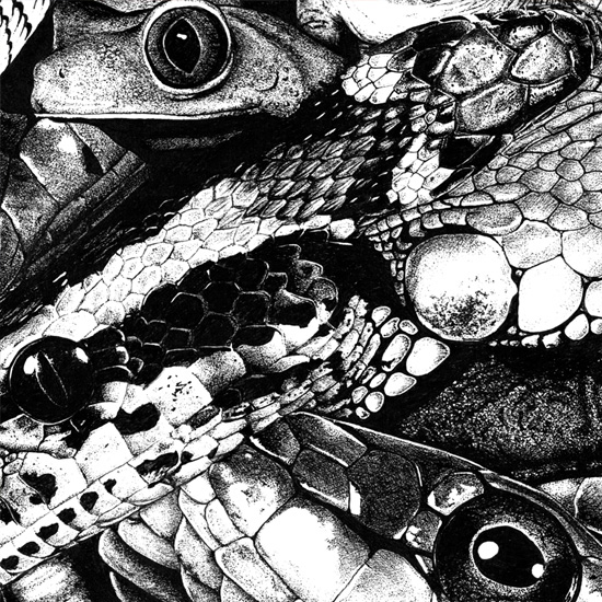 Detail of Reptiles and Amphibians