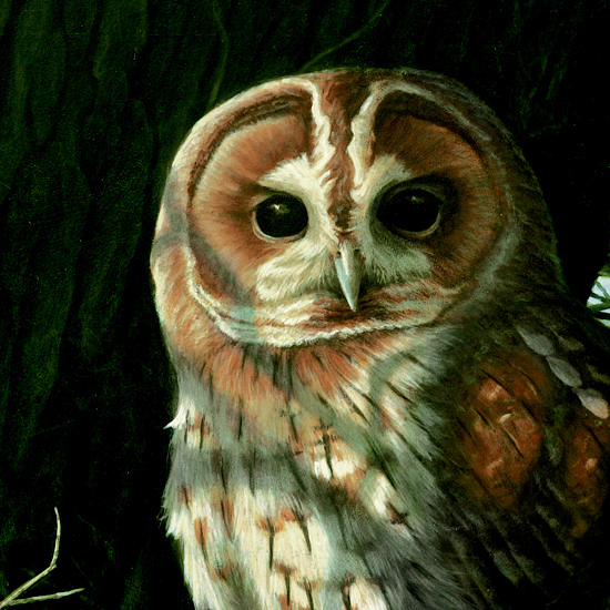 Detail of Tawny Owl