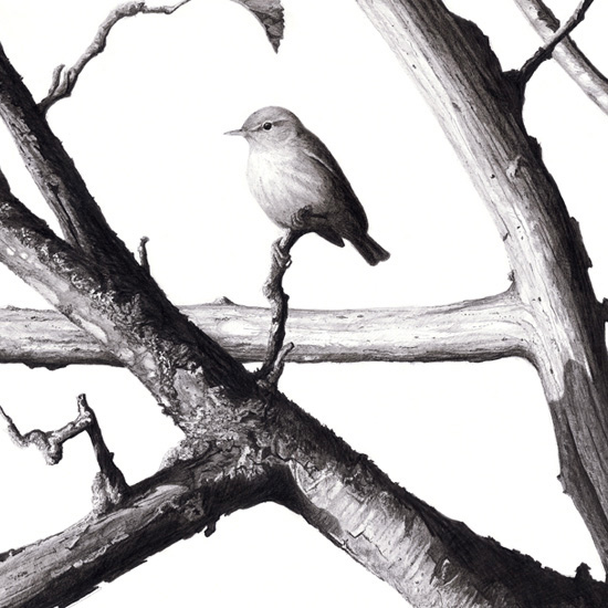Detail of Autumn Warbler