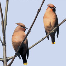 Waxwings