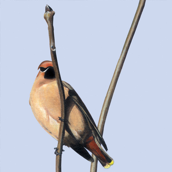 Detail of Winter Waxwing