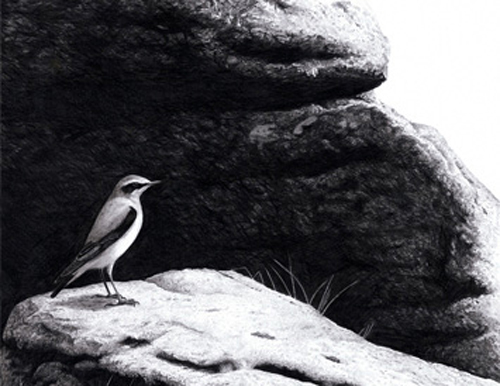 Moorland Wheatear