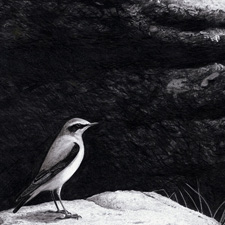 Wheatear