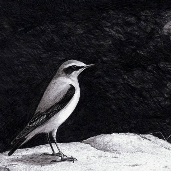 Detail of Moorland Wheatear