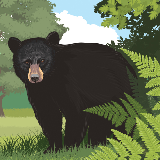 Detail of North American illustration