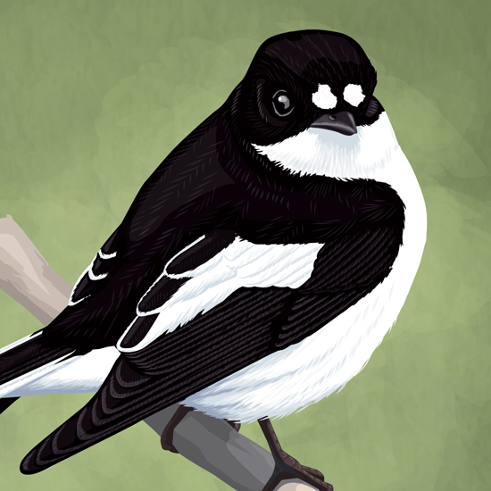 Detail of Pied flycatcher illustration