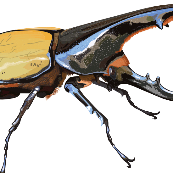 Detail of Illustrations