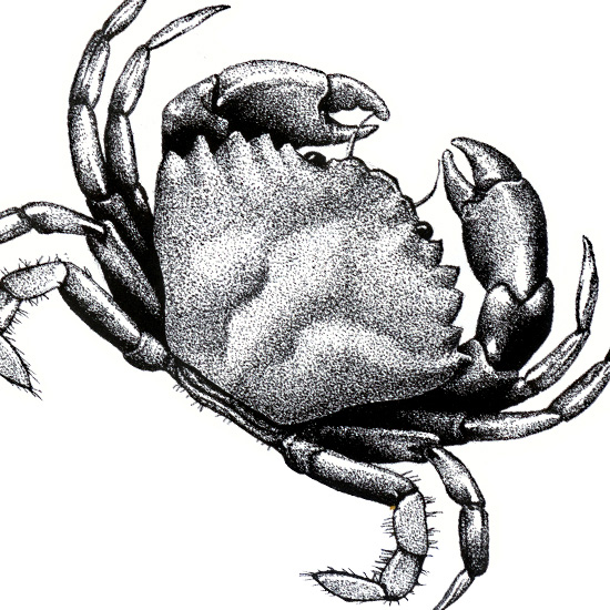 Detail of Black and White Illustrations