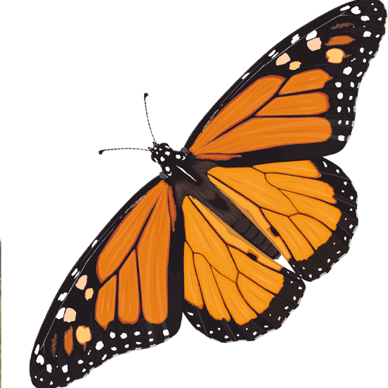 Detail of insect illustrations