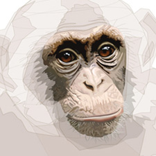 Chimp