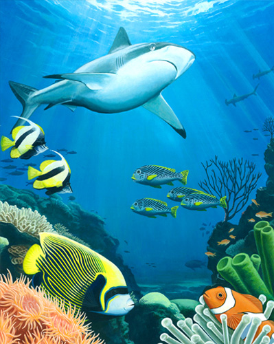 Coral Reef