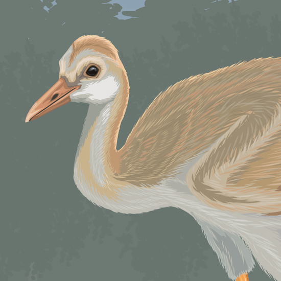 Detail of Pied flycatcher illustration