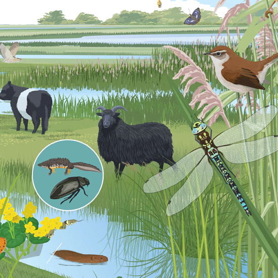 Detail of fenland illustration