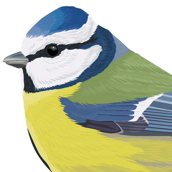 Detail of Garden bird illustrations