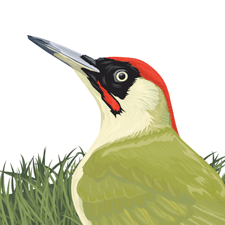 woodpecker