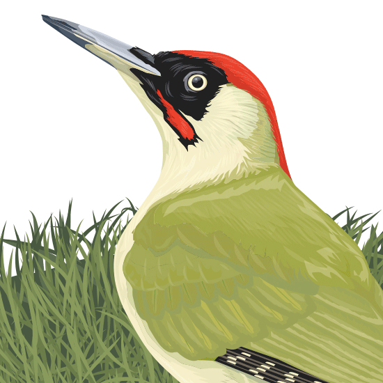 Detail of Green woodpecker illustration