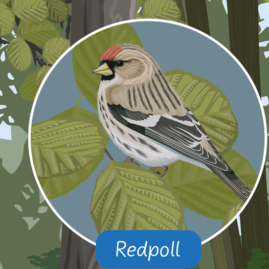 Detail of habitat illustrations