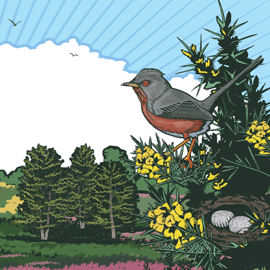 Detail of heathland illustration