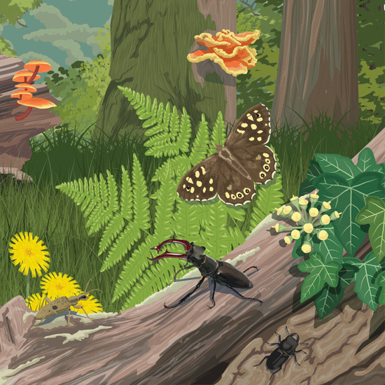 Detail of dead wood illustration