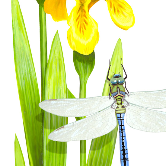 Detail of Plant and Insect identification