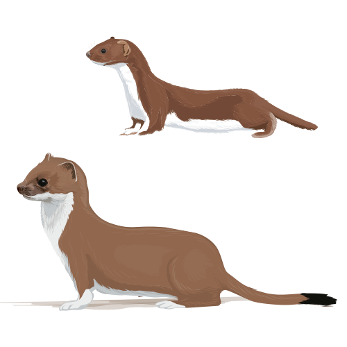 stoat