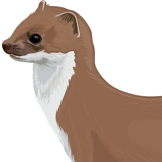 Detail of stoat illustrations