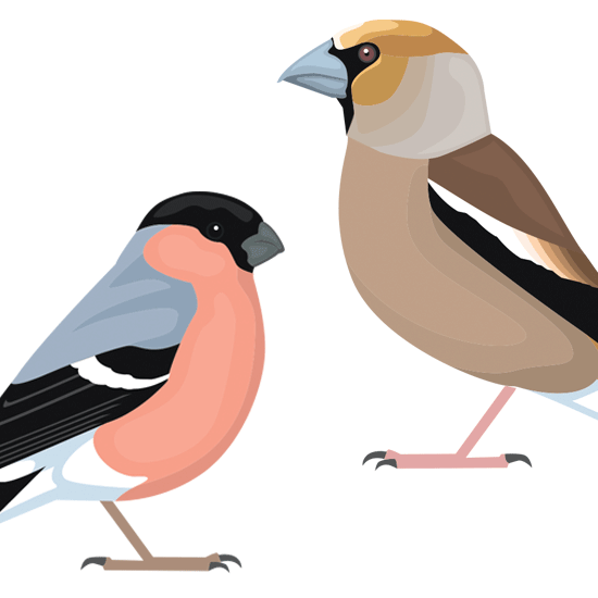 Detail of bird illustration