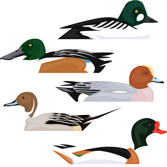 Detail of duck illustration