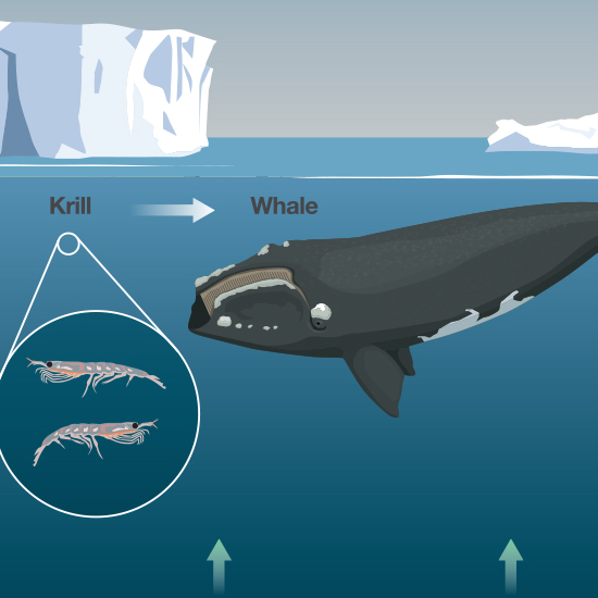Detail of Right Whale illustration