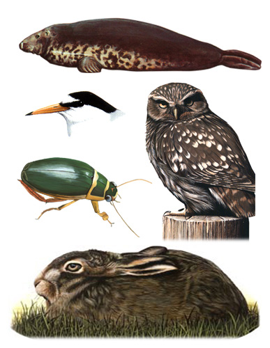 Wildlife Identification