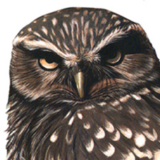 Wildlife