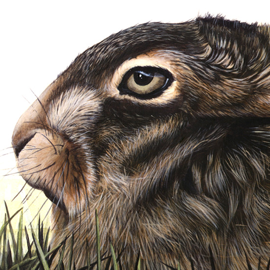 Detail of Wildlife Identification