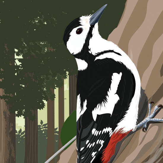 Detail of woodpecker