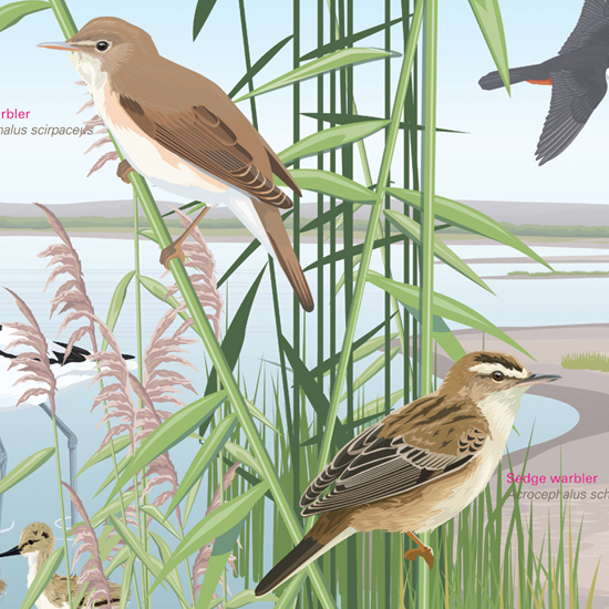 wildlife interpretation board