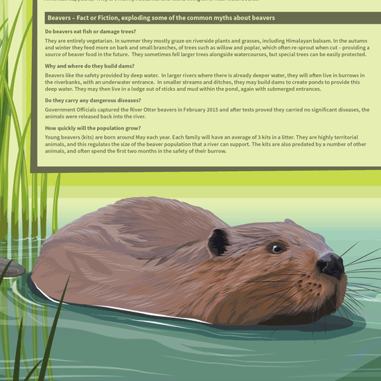 Detail of Beaver interpretation