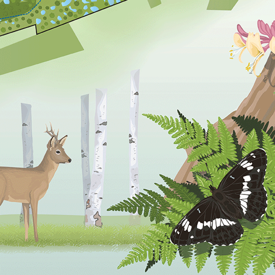 wildlife interpretation board